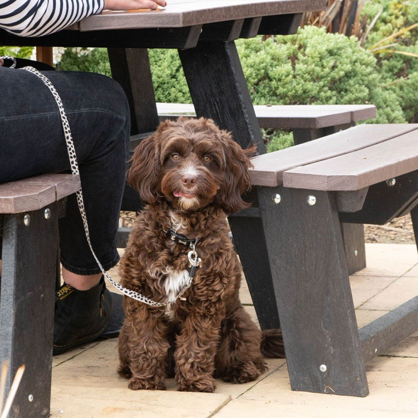 Your local dog friendly pub in Welshpool